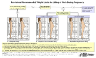 Provisional Recommended Weight Limits for Lifting at Work During Pregnancy