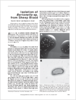 Isolation of Bartonella sp from Sheep Blood