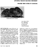 Leptospira paidjan bataviae serogroup isolated from nutria in Louisiana
