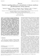 Oxidative Signaling Pathway for Externalization of Plasma Membrane Phosphatidylserine During Apoptosis