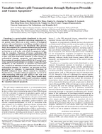 Vanadate Induces p53 Transactivation Through Hydrogen Peroxide and Causes Apoptosis