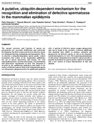 A Putative UbiquitinDependent Epidermal Mechanism for the Recognition and Elimination of Defective Spermatozoa in the Mammalian Epididymis