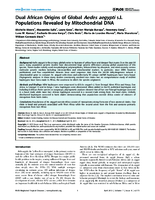 Dual African Origins of Global Aedes aegypti sl Populations Revealed by Mitochondrial DNA