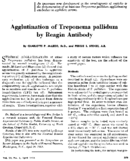 Agglutination of Treponema pallidum by reagin antibody