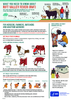 What you need to know about Rift Valley Fever RVF  for herders farmers butchers and abbatoir workers