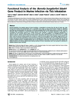 Functional Analysis of the Borrelia burgdorferi bba64 Gene Product in Murine Infection via Tick Infestation