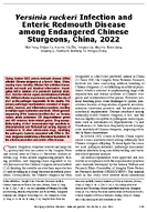Yersinia ruckeri Infection and Enteric Redmouth Disease among Endangered Chinese Sturgeons China 2022
