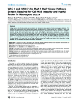 WSC1 and HAM7 Are MAK1 MAP Kinase Pathway Sensors Required for Cell Wall Integrity and Hyphal Fusion in Neurospora crassa