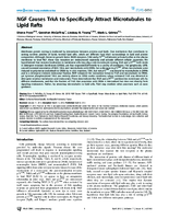NGF Causes TrkA to Specifically Attract Microtubules to Lipid Rafts