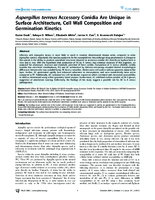 Aspergillus terreus Accessory Conidia Are Unique in Surface Architecture Cell Wall Composition and Germination Kinetics