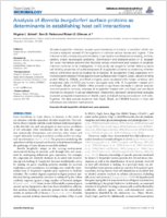 Analysis of Borrelia burgdorferi Surface Proteins as Determinants in Establishing Host Cell Interactions
