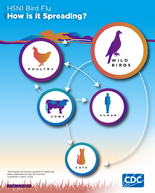 H5N1 Bird Flu  How is it Spreading