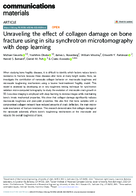 Unraveling the Effect of Collagen Damage on Bone Fracture Using In Situ Synchrotron Microtomography with Deep Learning