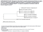 Supplementary Figure Phylogenetic Relationships Among the Internal Transcribed Spacer Regions of rDNA of Trichophyton indotineae Isolates From Patient A and Patient B and Sequences of Two Trichophyton interdigitale Isolates and Sequences Deposited at the National Center for Biotechnology Information