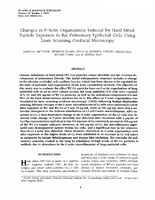 Changes in FActin Organization Induced by Hard Metal Particle Exposure in Rat Pulmonary Epithelial Cells Using Laser Scanning Confocal Microscopy