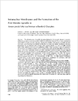 Intranuclear membranes and the formation of the first meiotic spindle in Xenos peckii Acroschismus wheeleri oocytes