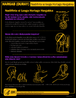 Hargabduray NadiifintasiloogaHortagoHargabka