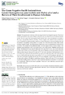 The GramNegative Bacilli Isolated from CavesSphingomonas paucimobilis and Hafnia alvei and a Review of Their Involvement in Human Infections