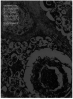 Public Health Reports  v 93 no 1 JanuaryFebruary 1978  Masthead