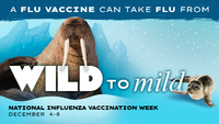 A Flu Vaccine Can Take Flu from Wild to Mild National Influenza Vaccination Week December 48 WalrusSeal cub