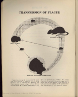 Transmission of plague