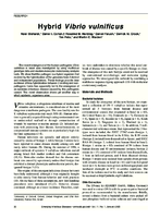 Hybrid Vibrio vulnificus