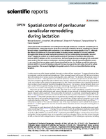 Spatial Control of Perilacunar Canalicular Remodeling During Lactation