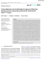 Transcriptional and Morphological Responses Following Distinct Muscle Contraction Protocols for Snell Dwarf Pit1dwDw Mice