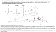 Supplementary Figure Genomic Structure of nOPV2c1 Vaccine Strain With Genetic Modifications Responsible for Attenuation Increased Genetic Stability and Reduced Potential for Recombination Engineered in nOPV2 and Location of Key Mutations and Recombination Junctions Identified in nOPV2 Isolates