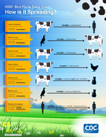 H5N1 Bird Flu in Dairy Cows  How is it Spreading