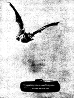 Public Health Rep v 75 no 4  masthead