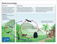 Ebolavirus Ecology