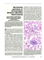 Bartonella quintana in Cynomolgus Monkey Macaca fascicularis