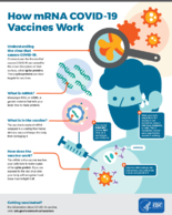 How mRNA COVID19 vaccines work