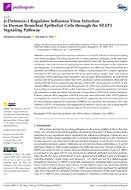Defensin1 Regulates Influenza Virus Infection in Human Bronchial Epithelial Cells Through the STAT3 Signaling Pathway