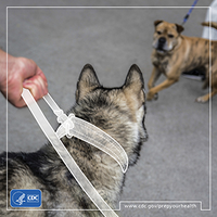 Prepare Your Health Personal Health Preparedness Personal Health Dog Leash 