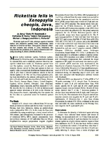 Rickettsia felis in Xenopsylla cheopis Java Indonesia