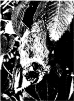 Public Health Reports  v 82 no 12 October 1967  masthead