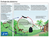 Ecologie des ebolavirus