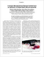 A unique Mycobacterium species isolated from an epizootic of striped bass Morone saxatilis
