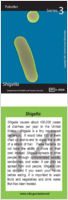 Shigella