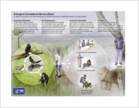cologie et transmission du virus Ebola