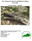 Tree Trimmer is Struck and Killed by Falling Tree Limb