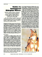 Rabies in Endangered Ethiopian Wolves