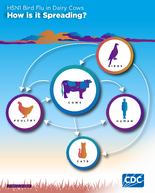 H5N1 Bird Flu in Dairy Cows  How is it Spreading