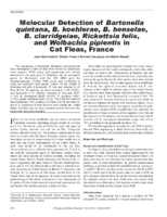 Molecular Detection of Bartonella quintana B koehlerae B henselae B clarridgeiae Rickettsia felis and Wolbachia pipientis in Cat Fleas France