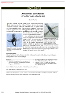 Etymologia Anopheles culicifacies