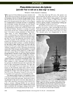 Etymologia Pseudoterranova decipiens sdternva deesipeinns
