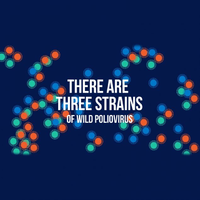 There are three strains of wild poliovirus
