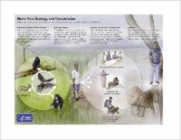 Ebola Virus Ecology and Transmission 2016